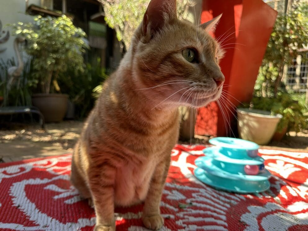 Playtime at The Cat Hotel