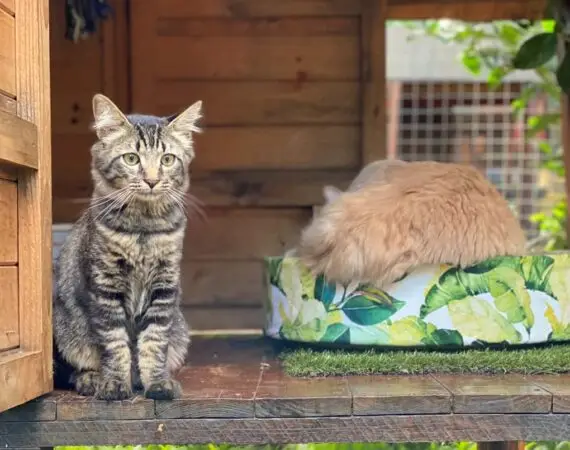 The Cat Hotel - Deluxe Garden Villas 44