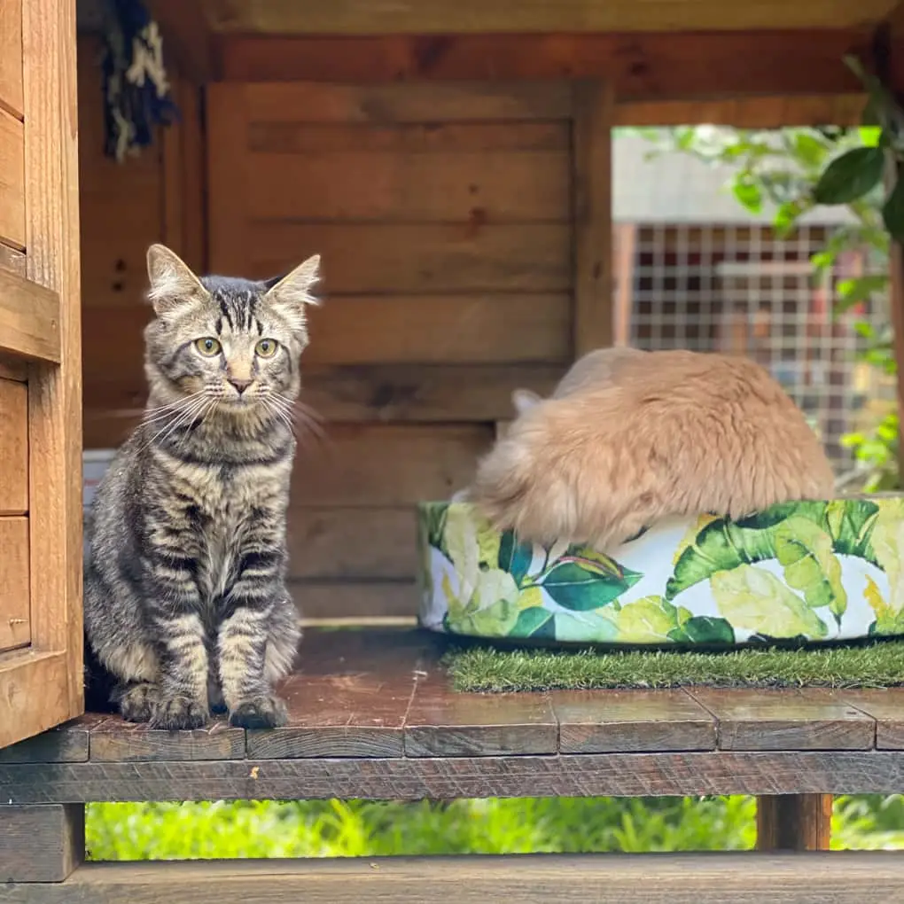 The Cat Hotel - Deluxe Garden Villas 44