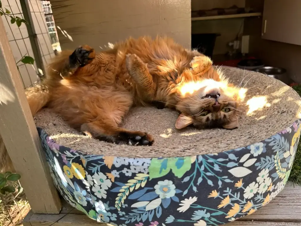 Linden Cat Hotel features - Scratchers