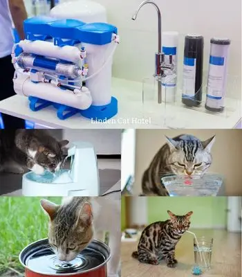 Linden Cat Hotel feature - Filtered water