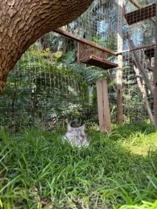 The Cat Hotel - Deluxe Garden Villas 10