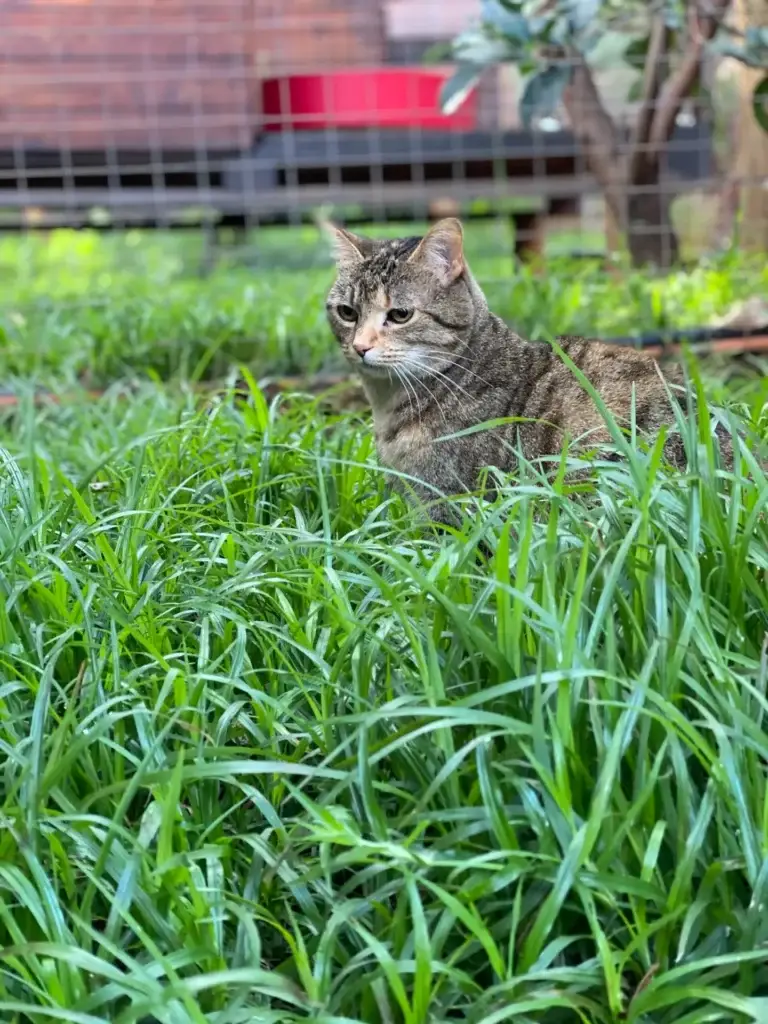 Linden Cat Hotel features - Tranquil Garden