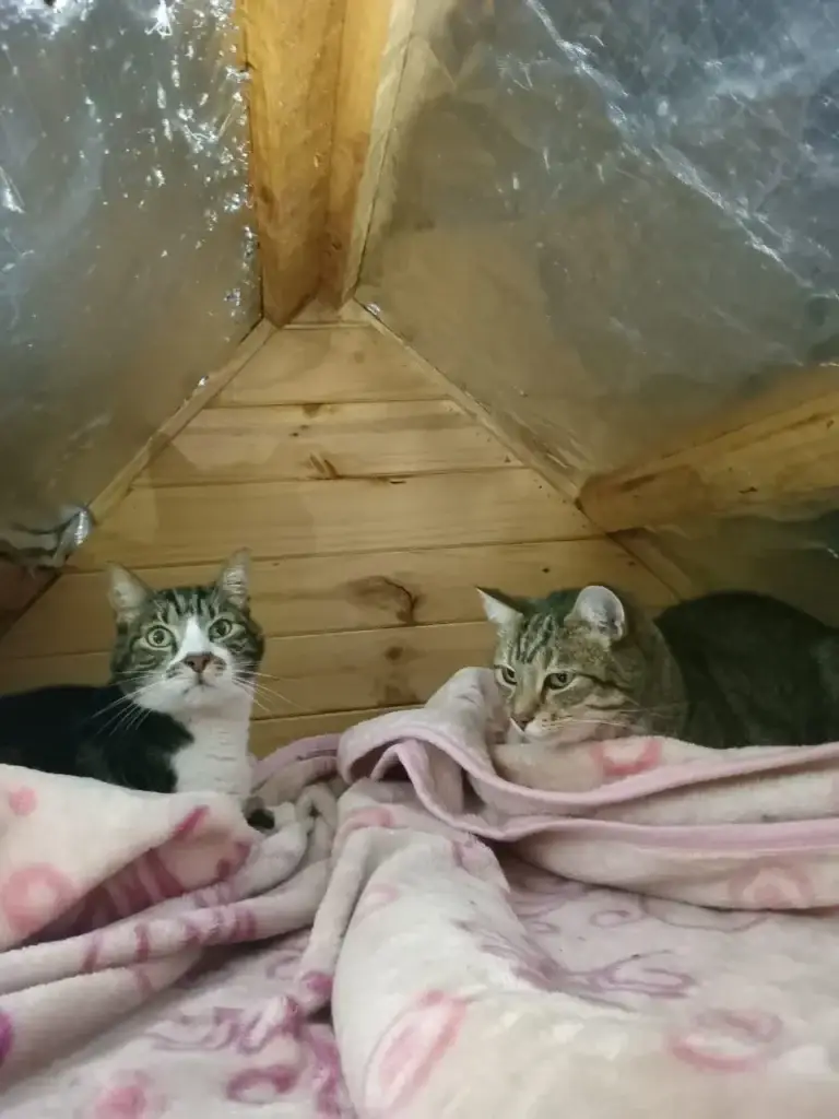 Linden Cat Hotel features - Cosy Lofts