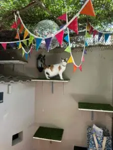 The Cat Hotel - Deluxe Indoor Villas 06