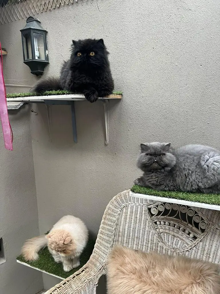 The Cat Hotel - Deluxe Indoor Villas - Three cats on ledges