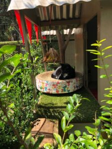 The Cat Hotel - Standard Garden Villas 29