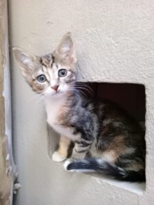 The Cat Hotel - Standard Indoor - Cat flap feature