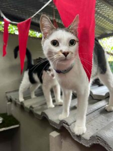 The Cat Hotel - Standard Indoor Villas - Feature Roof