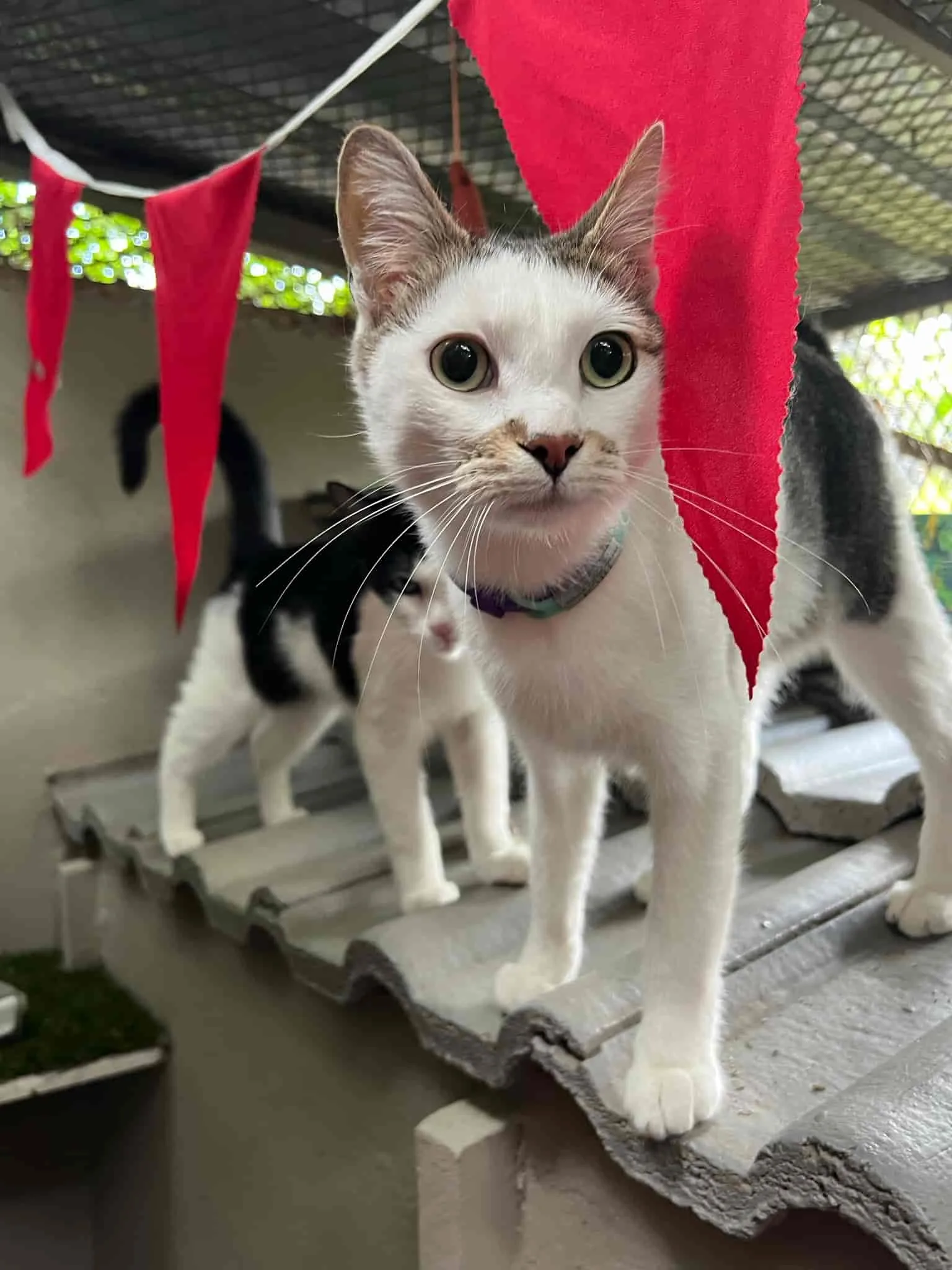 The Cat Hotel - Standard Indoor Villas - Feature Roof
