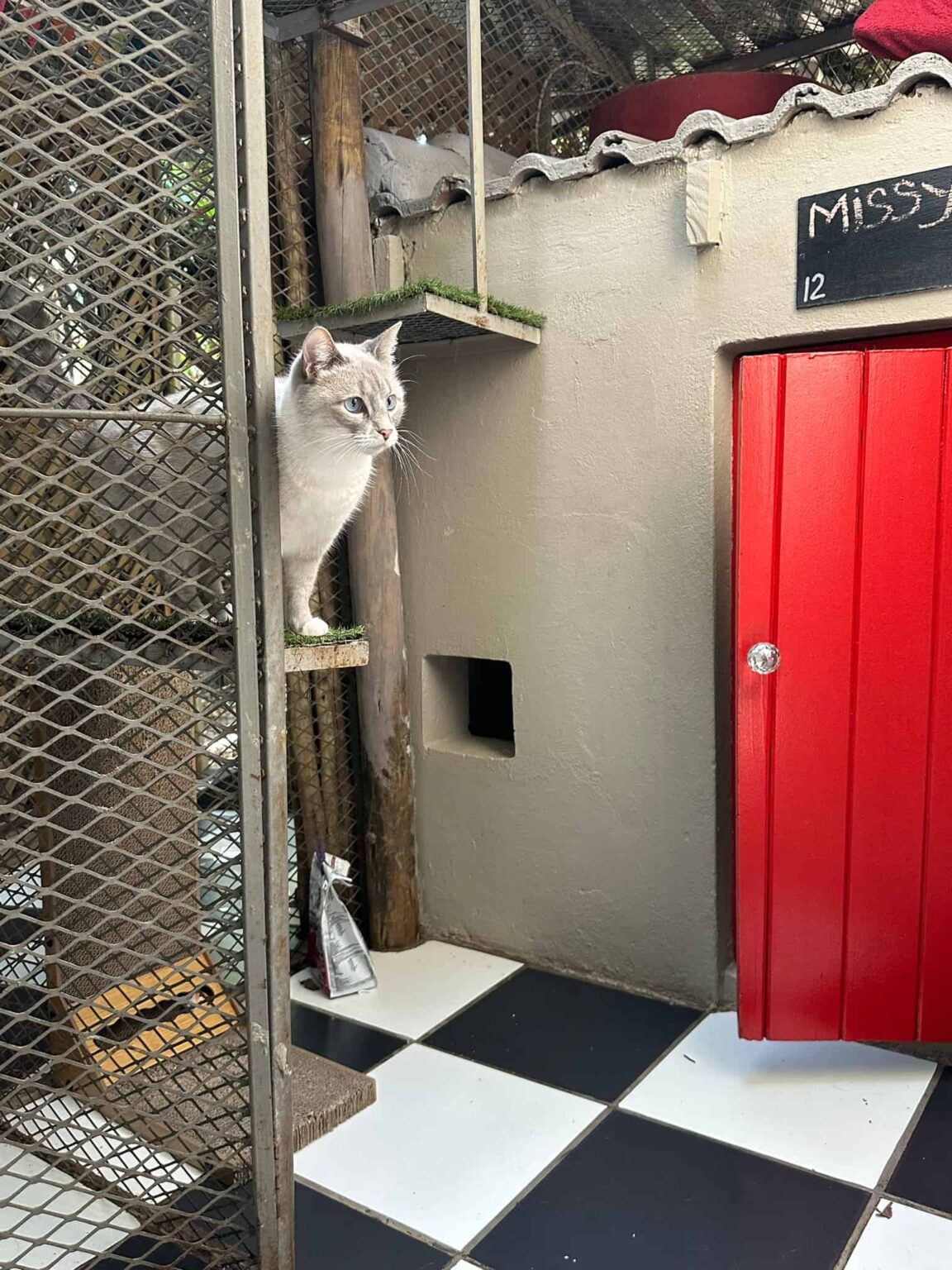 Cat Boarding Rates: Affordable luxury @ the Linden Cat Hotel