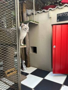 The Cat Hotel - Standard Indoor Villas - Featured