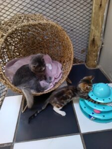 The Cat Hotel - Standard Indoor Villas - Features pods