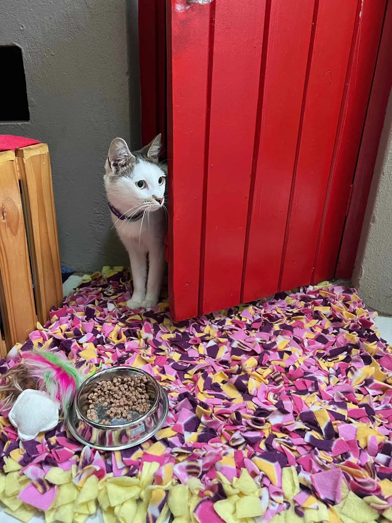 The Cat Hotel - Standard Indoor Villas - Gallery